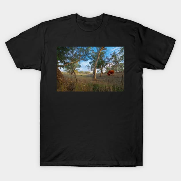 Longhorn Grazing, Adelaide Hills, South Australia T-Shirt by Mark Richards